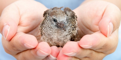 img of bird in hand